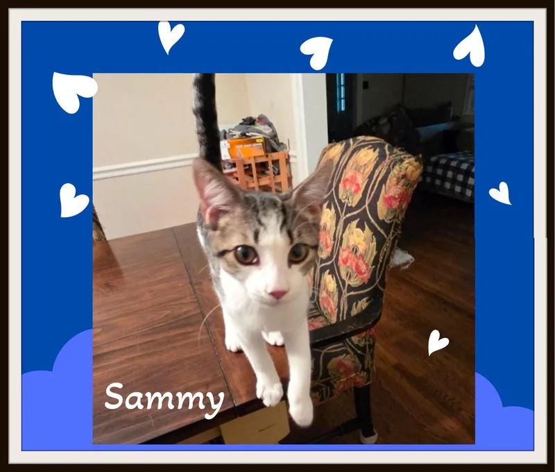 A baby medium-sized male White Domestic Short Hair cat named Sammy will fill for adoption in Winston Salem, NC