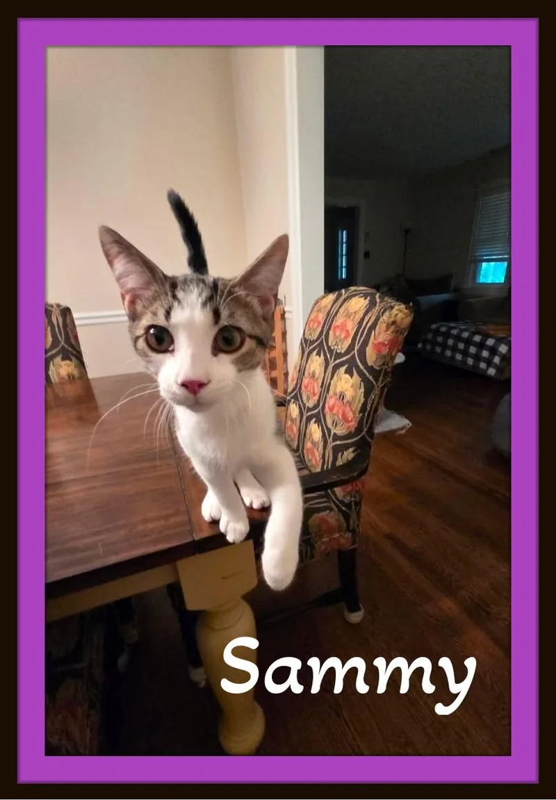Sammy  will fill thumbnail 2