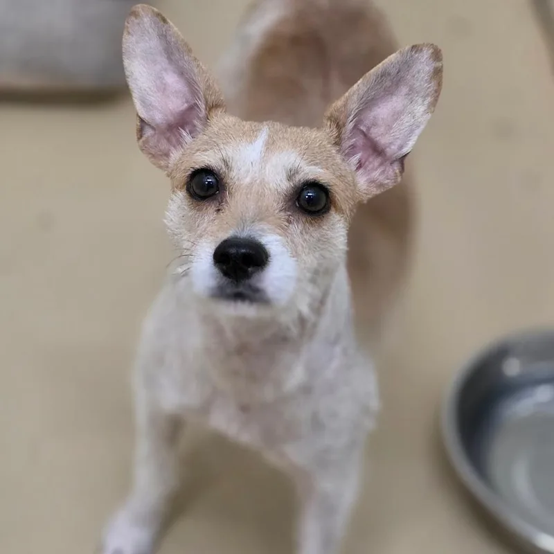 An adult small-sized female White / Cream Terrier dog named Girlie Pop Costa for adoption in Chino Hills, CA