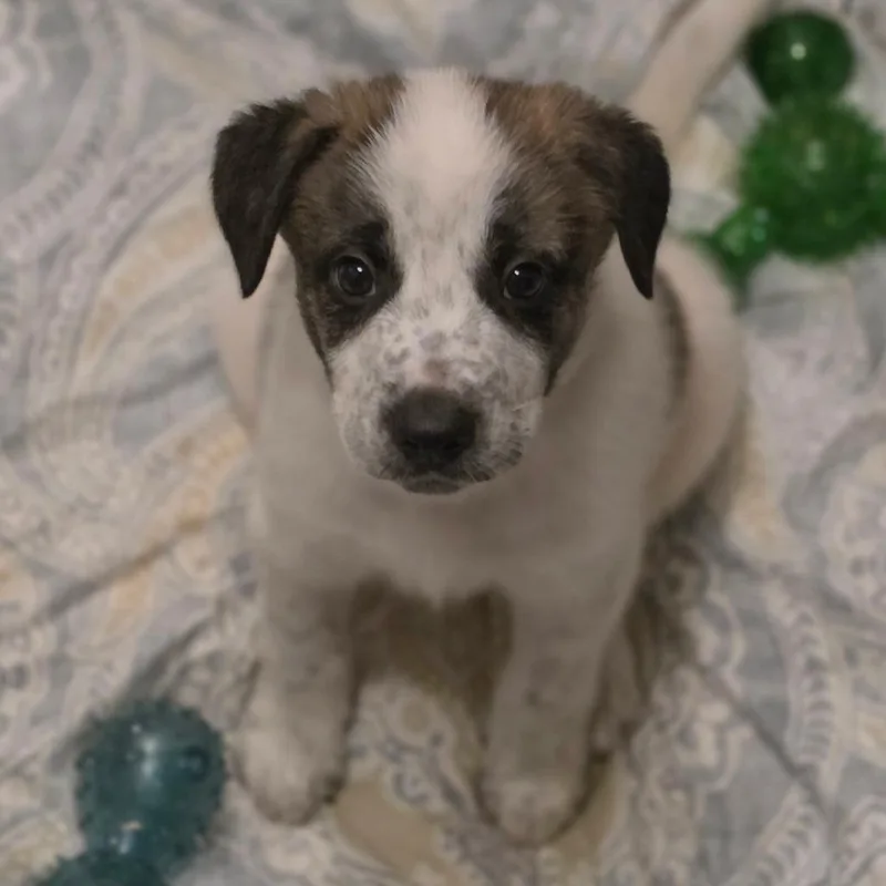A baby medium-sized male Brown / Chocolate Mixed Breed dog named Weezer for adoption in Fredericksburg, VA