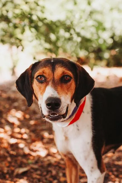 An adult large-sized female Coonhound dog named A Jolene for adoption in North Charleston, SC