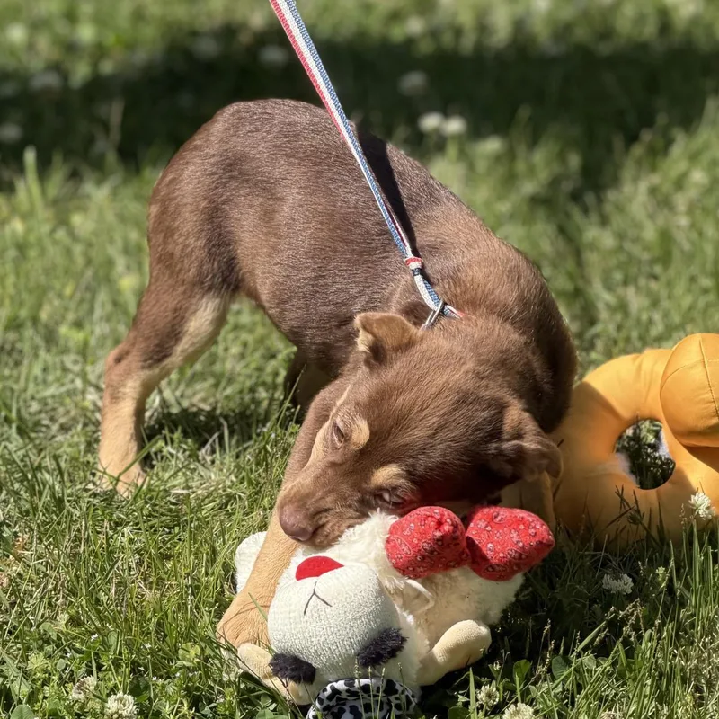 Reese Cup thumbnail 2