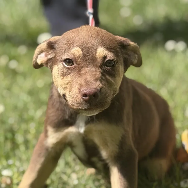 Reese Cup thumbnail 3