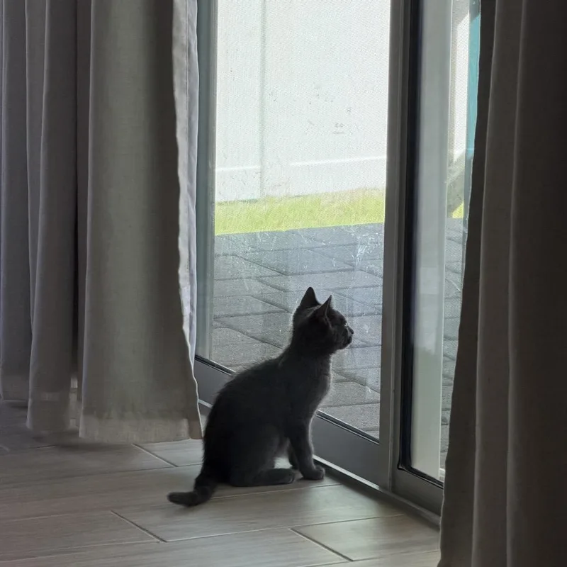 A baby small-sized male Gray / Blue / Silver Domestic Short Hair cat named Phoenix for adoption in North Port, FL