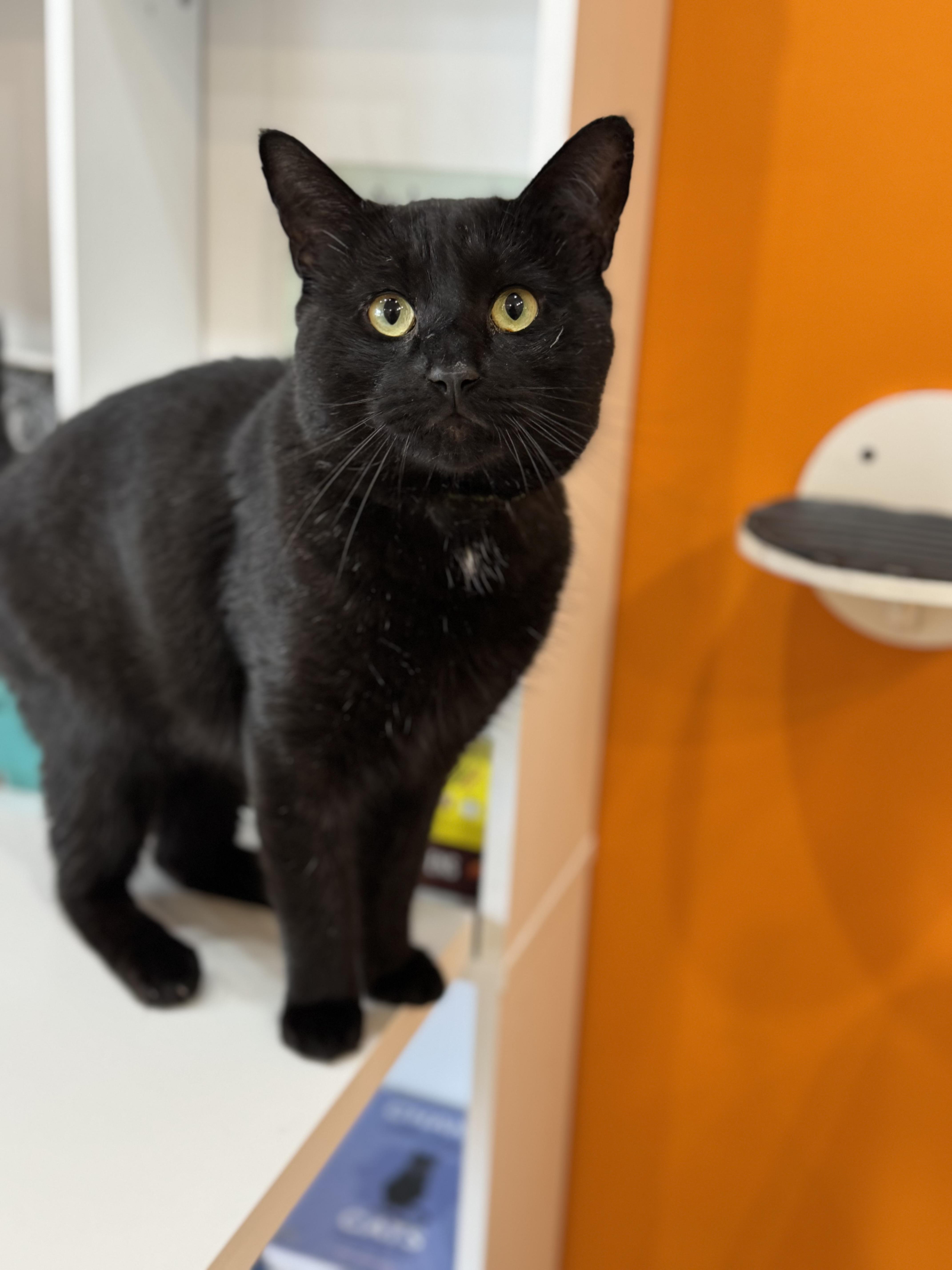 A young large-sized male Black Domestic Short Hair cat named Junior for adoption in North Haven, CT