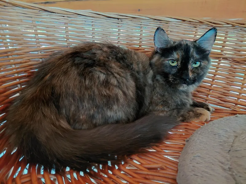 An adult medium-sized female Tortoiseshell Domestic Medium Hair cat named Rhea for adoption in Littleton, NH