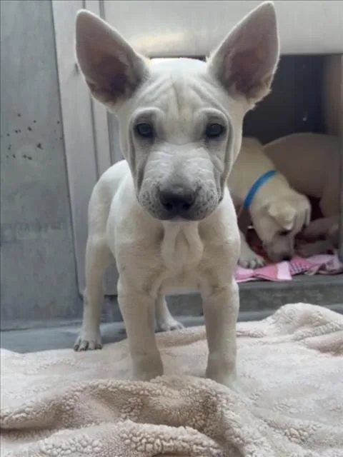 A baby small-sized female Labrador Retriever dog named Paris for adoption in Los Angeles, CA