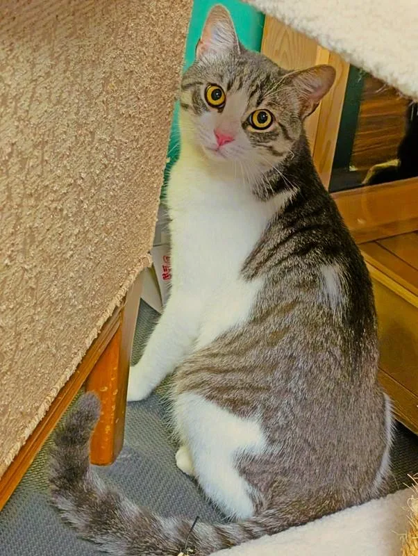 A young medium-sized male Domestic Short Hair cat named Milo for adoption in Nolensville, TN