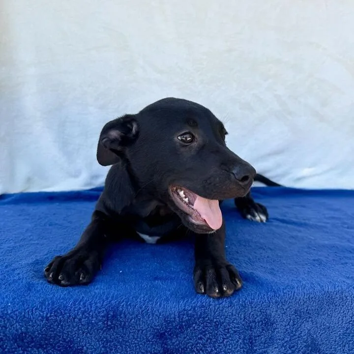 A baby small-sized female Black Labrador Retriever dog named Hash for adoption in Carencro, LA