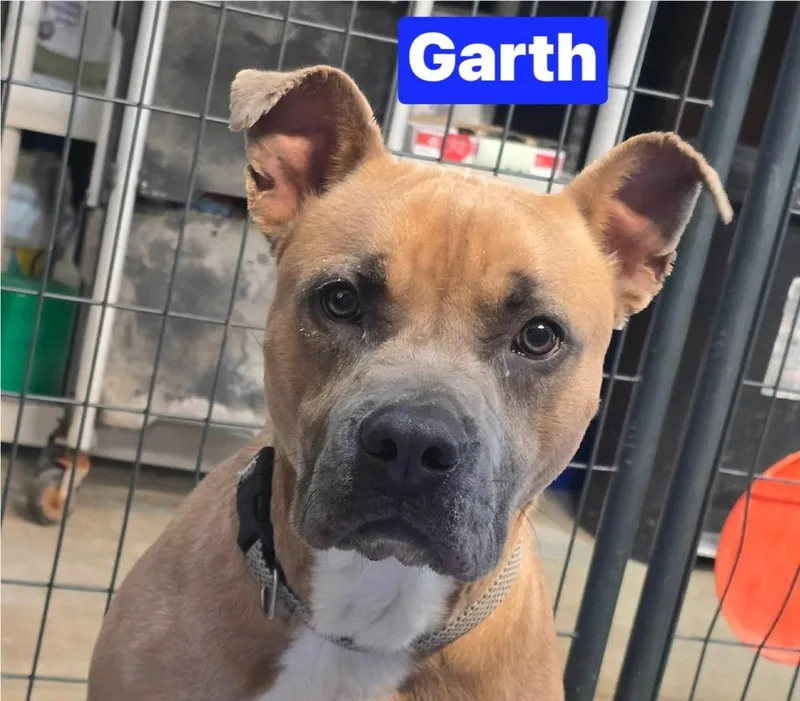 An adult medium-sized male Brown / Chocolate Pit Bull Terrier dog named Garth for adoption in Warrenton, MO