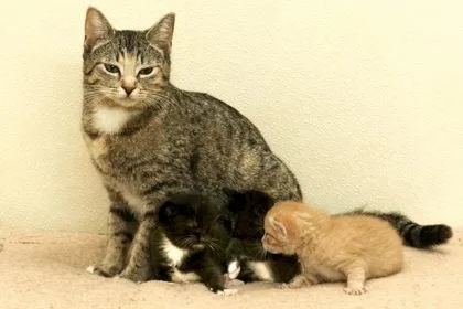 A young medium-sized female Gray & White Domestic Short Hair cat named Slider for adoption in Cashiers, NC