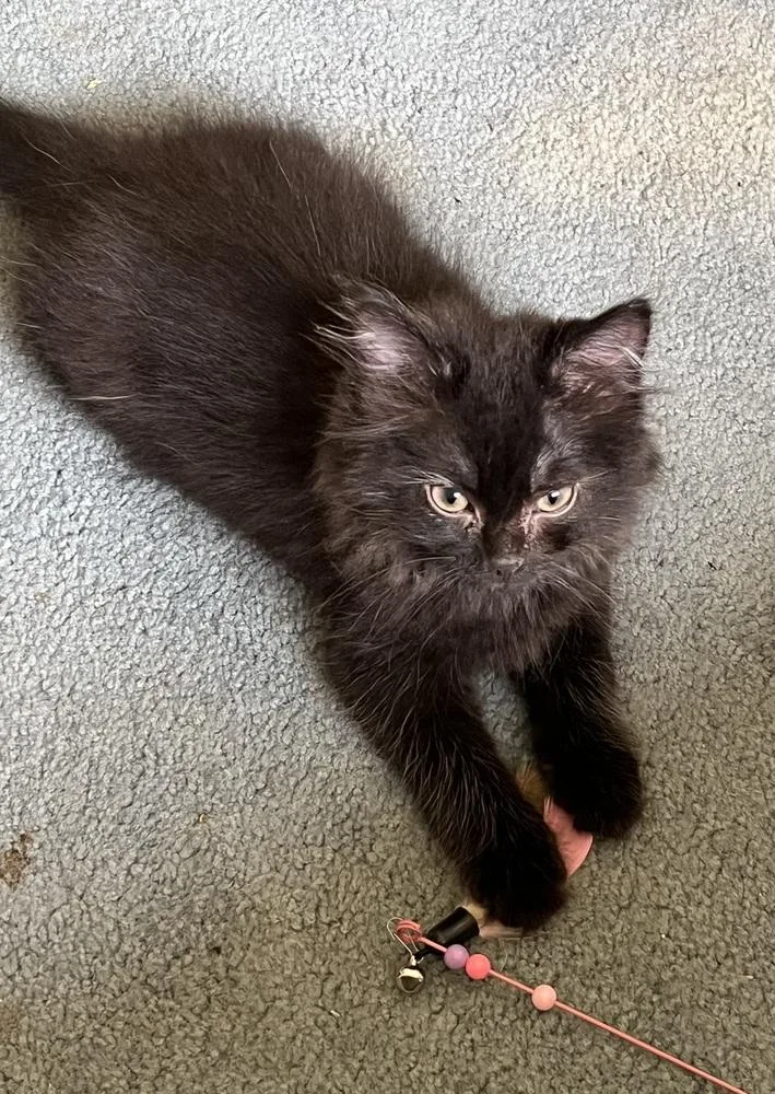 A baby small-sized male Black Domestic Long Hair cat named Lexus for adoption in Wheaton, IL
