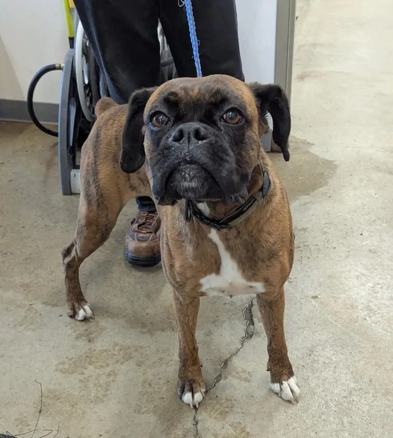 A young medium-sized female Boxer dog named Sally for adoption in La Porte, IN
