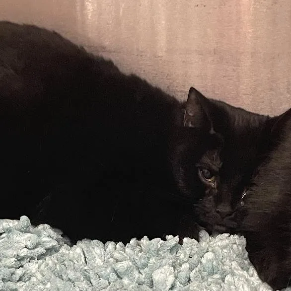 An adult medium-sized female Black Domestic Short Hair cat named Goop for adoption in Port Charlotte, FL