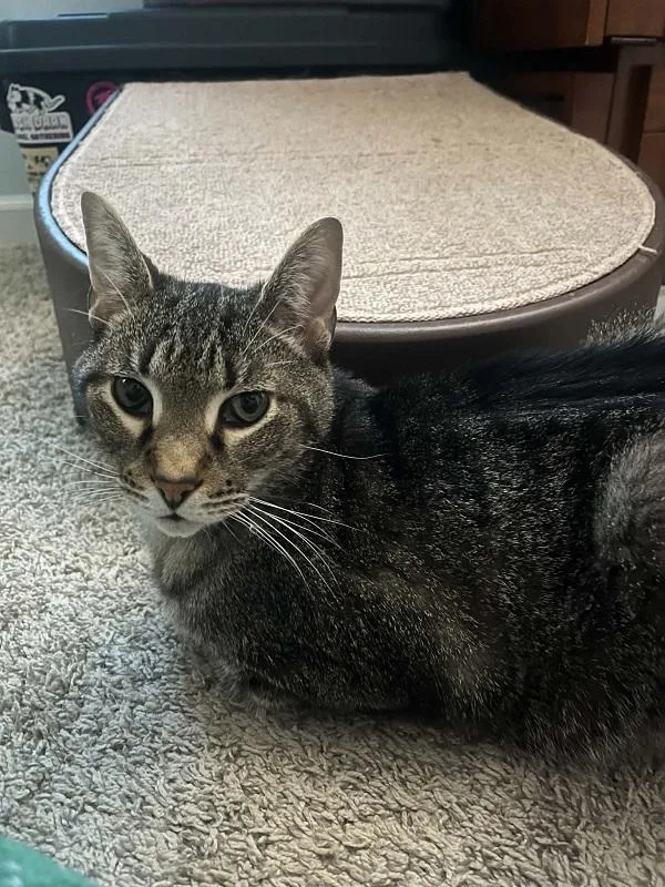 An adult medium-sized male Tabby (Brown / Chocolate) Domestic Short Hair cat named Stewie for adoption in Pegram, TN