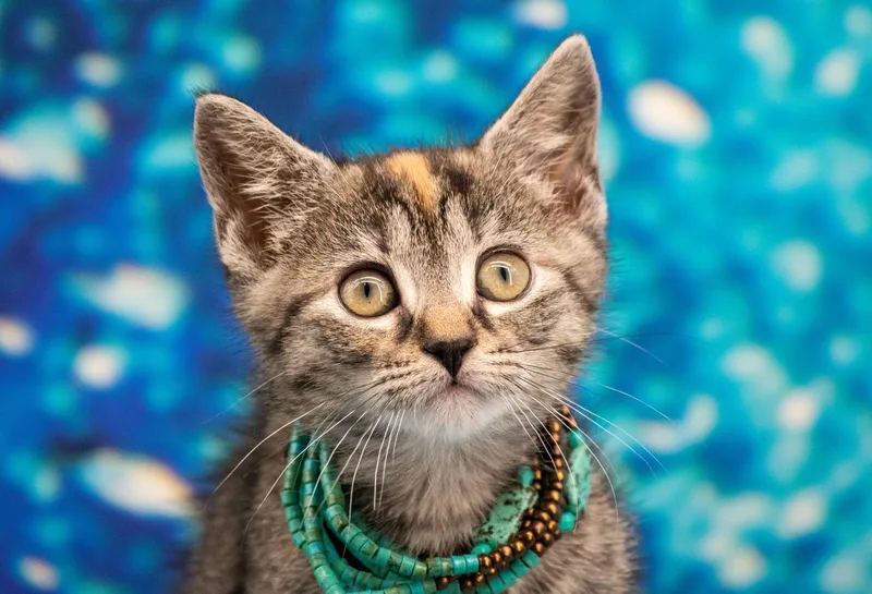 A baby small-sized female Torbie Domestic Short Hair cat named Skipper for adoption in Sevierville, TN