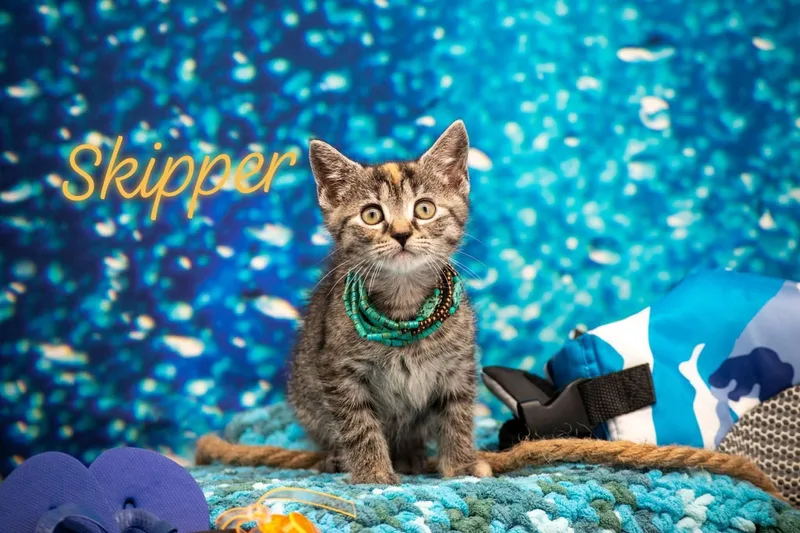 Skipper thumbnail 2