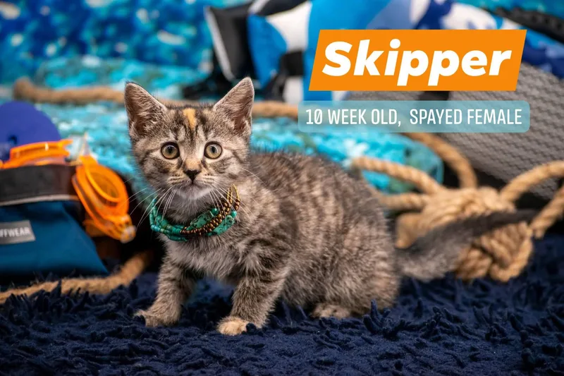 Skipper thumbnail 3