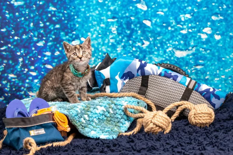 Skipper thumbnail 5