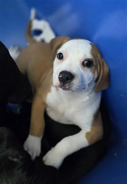 A baby large-sized female Mixed Breed dog named Yzma for adoption in Dallas, TX