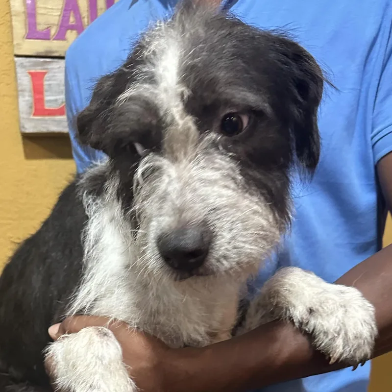 A young medium-sized male White / Cream Wire Fox Terrier dog named Gonzo  Local October for adoption in Brookshire, TX