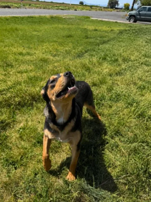 An adult large-sized male Black German Shepherd Dog dog named Boone for adoption in North Bend, WA