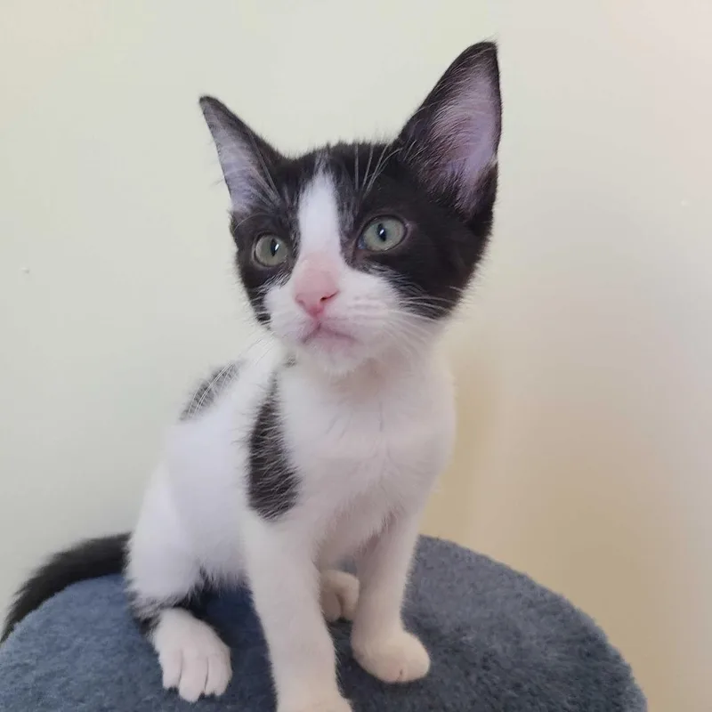 A young small-sized male Domestic Short Hair cat named Domino for adoption in Valdosta , GA