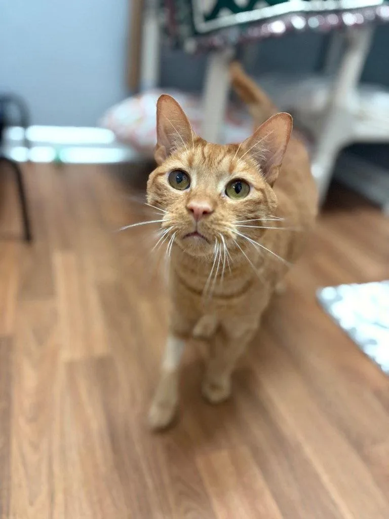 An adult medium-sized male Orange / Red Domestic Short Hair cat named Valentine for adoption in Lovingston, VA