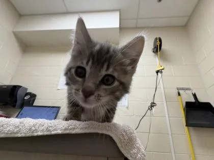 A baby small-sized female Domestic Short Hair cat named Swan for adoption in Westland, MI