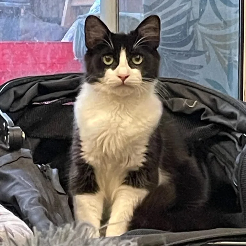 Raspberry thumbnail 2