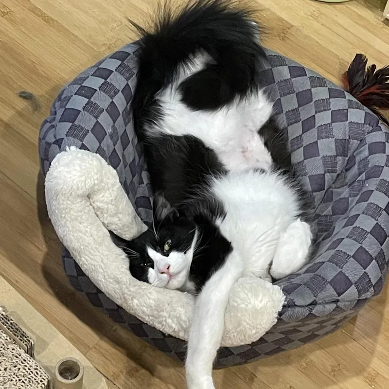 Raspberry thumbnail 3