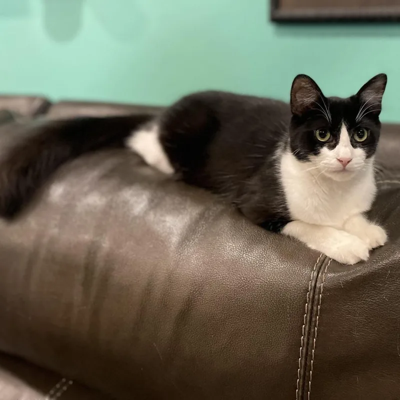 Raspberry thumbnail 4