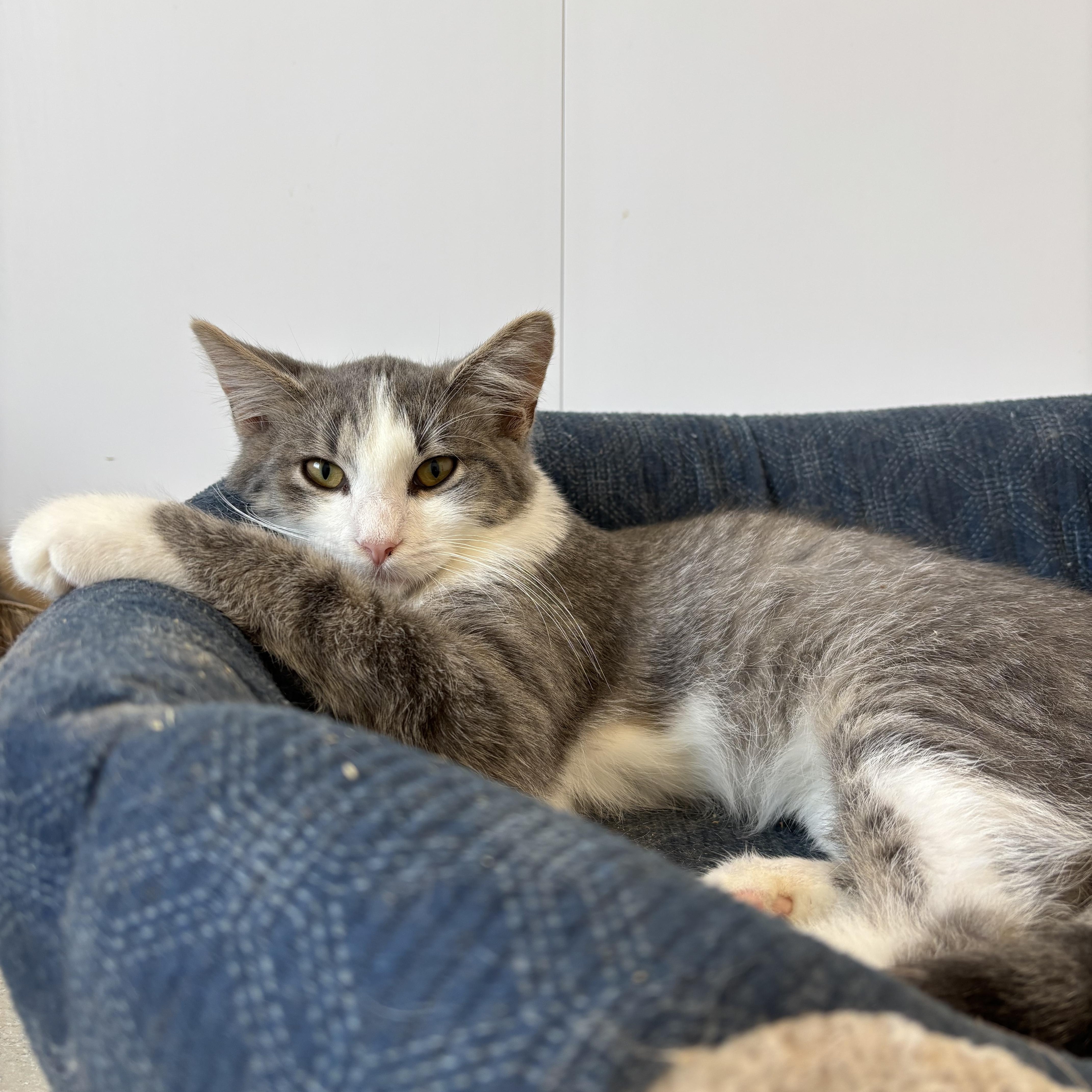 Shiitake thumbnail 2