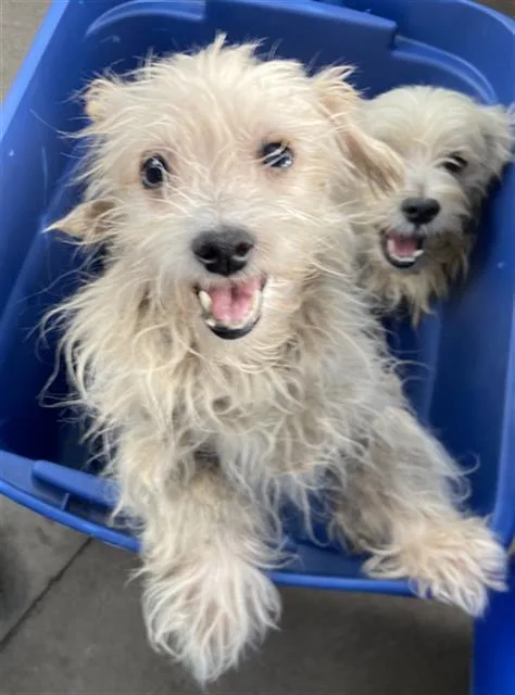 A young medium-sized female Mixed Breed dog named Martha for adoption in Dallas, TX