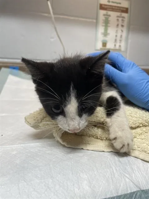 A baby small-sized male Domestic Short Hair cat named Pliny for adoption in Tallahassee, FL