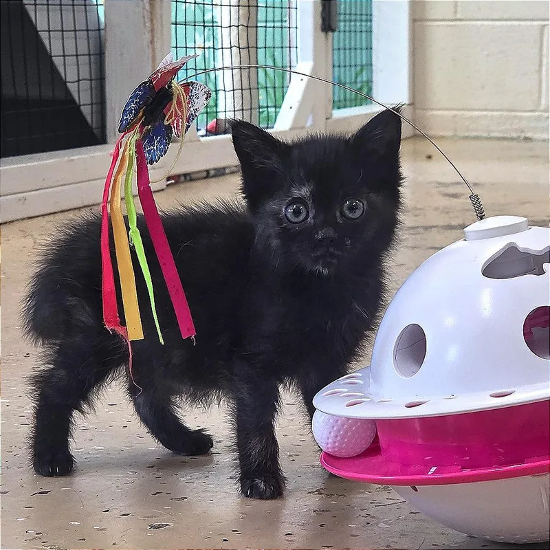 A baby small-sized female Black Domestic Short Hair cat named Dragonfly for adoption in Newport, TN