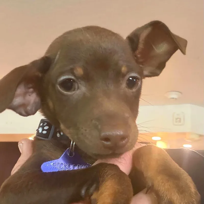 A baby small-sized female Red / Chestnut / Orange Mixed Breed dog named Violet for adoption in San Francisco, CA