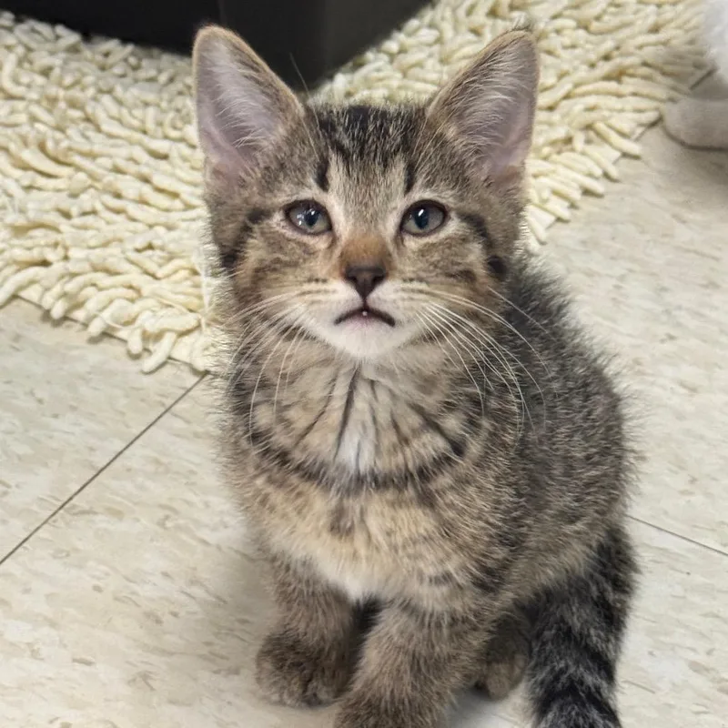 A young small-sized male Brown / Chocolate Domestic Short Hair cat named Bellemay for adoption in Milford, IA