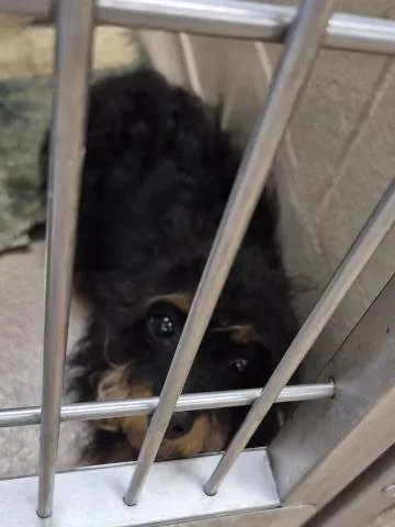A young small-sized female Dachshund dog named Cirkul for adoption in Decatur, IL