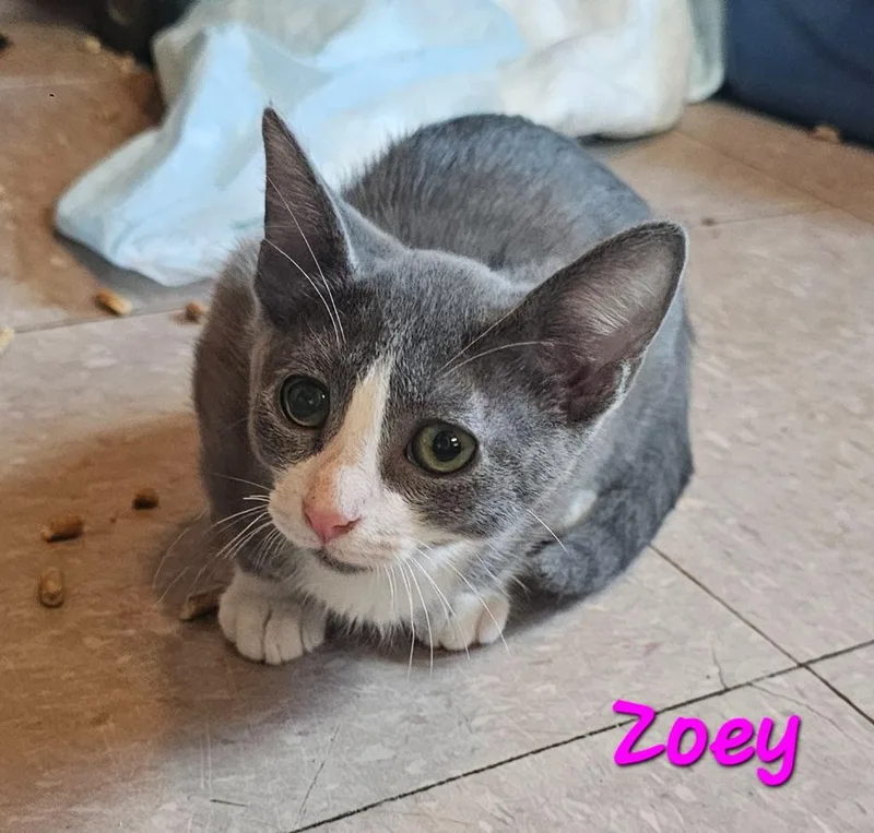 A baby medium-sized female Domestic Short Hair cat named Zoey for adoption in Marianna, FL