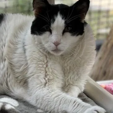 A senior large-sized female Black Domestic Medium Hair cat named Elodie for adoption in Branford, CT