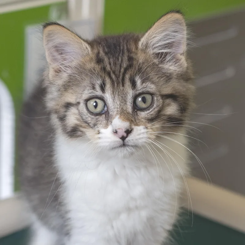 A baby medium-sized male Tabby (Brown / Chocolate) Domestic Short Hair cat named Thatcher for adoption in Pontiac, MI