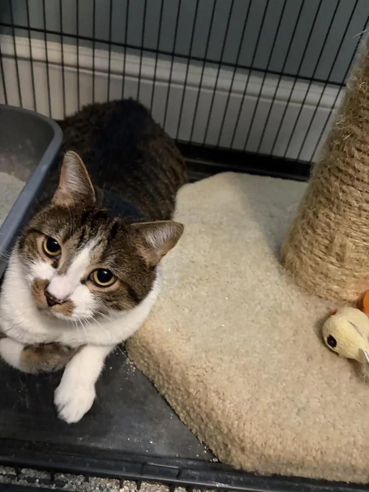 An adult large-sized male Domestic Short Hair cat named Alfie JN for adoption in Greenville, SC
