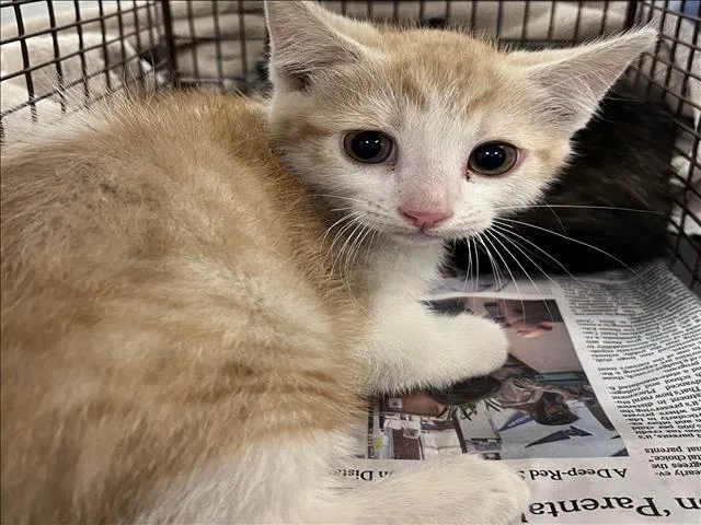 A baby small-sized male Domestic Short Hair cat named Andy for adoption in Los Angeles, CA