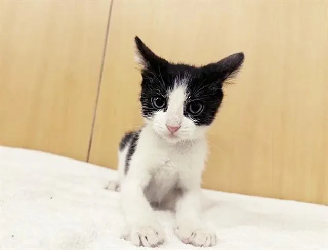 A baby small-sized male Domestic Short Hair cat named Marlie for adoption in Saint Louis, MO