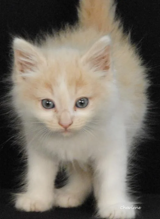 A baby medium-sized male Buff / Tan / Fawn Domestic Short Hair cat named Blazing Fury for adoption in Newland, NC
