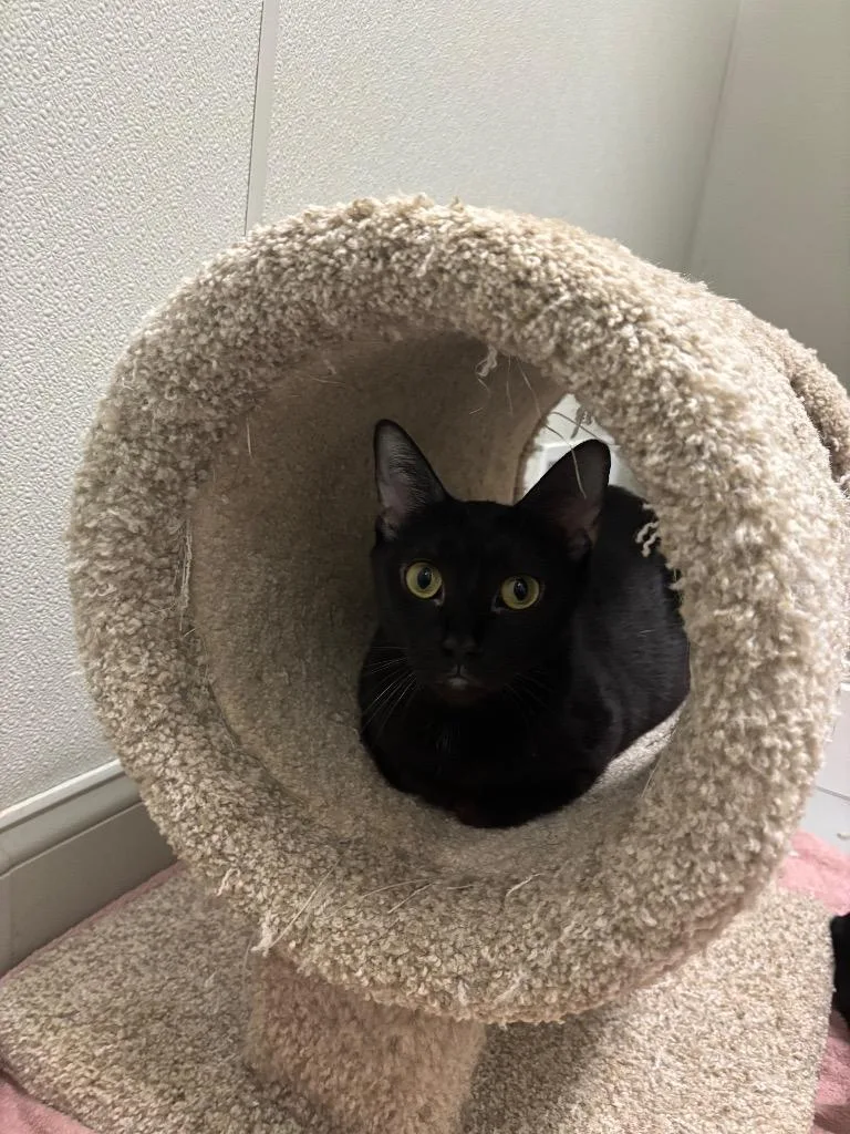 A young medium-sized female Domestic Short Hair cat named Jada for adoption in Fall River, MA