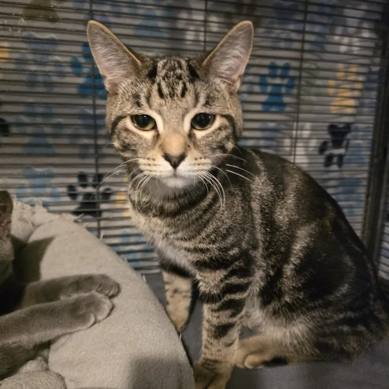 Mad Hatter thumbnail 2