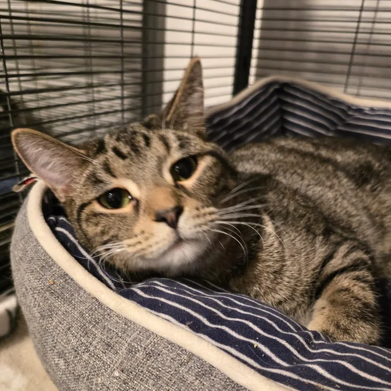 Mad Hatter thumbnail 3