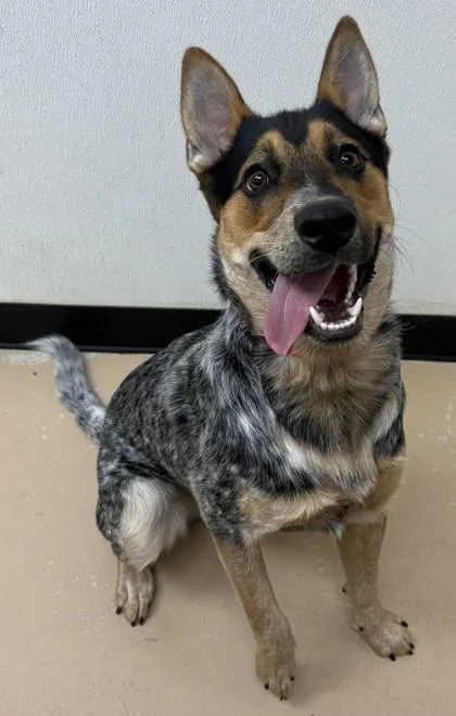 An adult medium-sized male Cattle Dog dog named Tubi for adoption in Phoenix, AZ